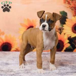 Cletus, Boxer Puppy